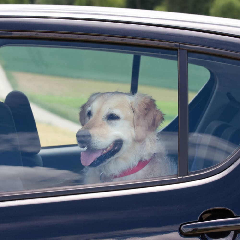 A golden retriever with a red collar sits inside a car, looking out of the partially open window as if waiting for the remote start. The dog appears happy with its tongue out. The background outside the car is blurred greenery and pavement.
